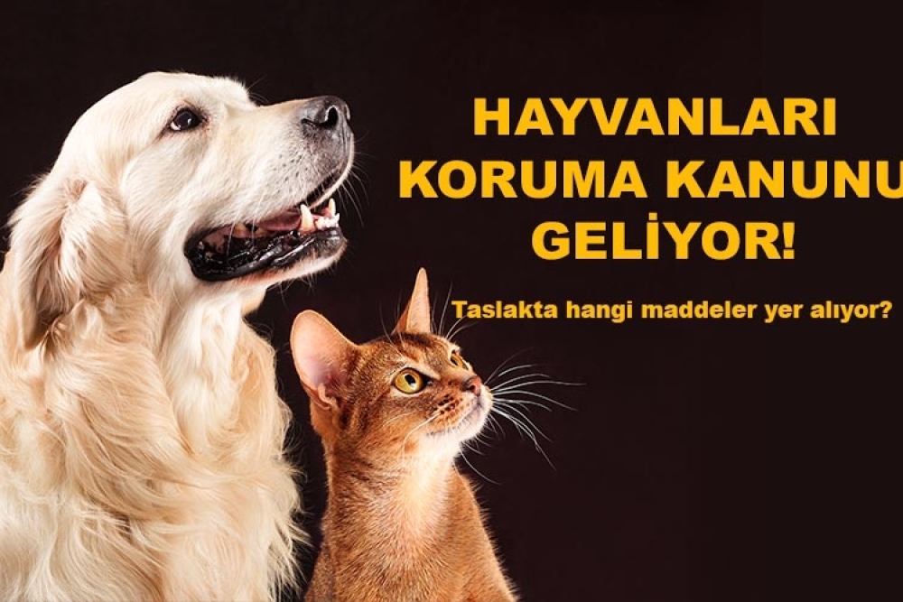 HAYVANLARI KORUMA KANUNU