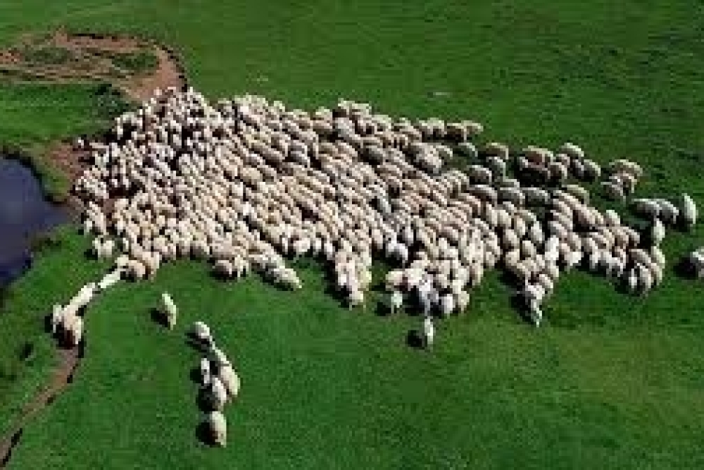 HAYVAN ISLAHI KANUNU