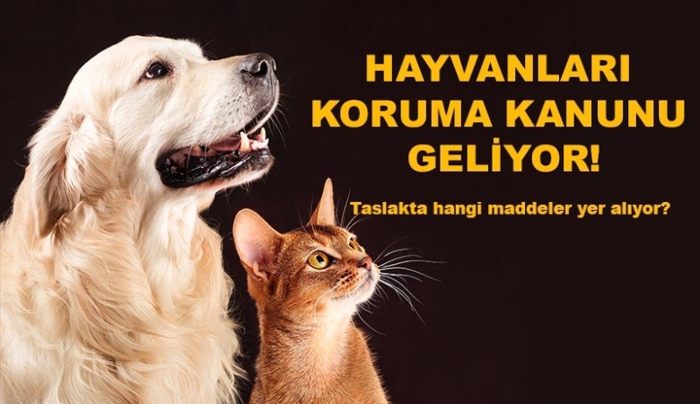 HAYVANLARI KORUMA KANUNU
