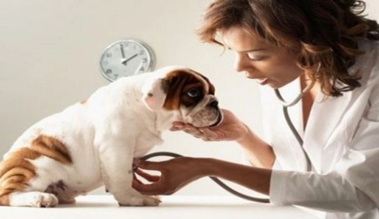 HAYVANLARI KORUMA KANUNU İLE TÜRK CEZA KANUNUNDA DEĞİŞİKLİK YAPILMASINA DAİR KANUN