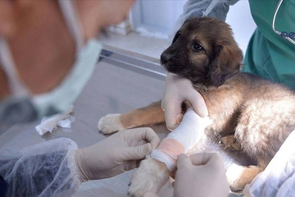 VETERİNER TIBBİ ÜRÜNLER HAKKINDA YÖNETMELİKTE DEĞİŞİKLİK YAPILMASINA DAİR YÖNETMELİK