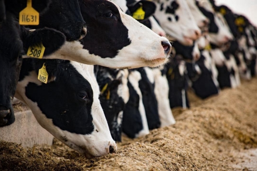 HAYVANCILIK İŞLETMELERİNİN KURULUŞ, ÇALIŞMA, DENETLEME USUL VE ESASLARINA DAİR YÖNETMELİK (YENİ)