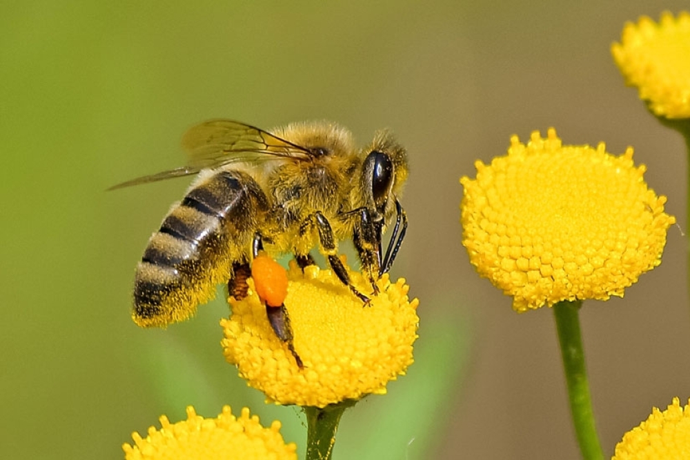 ARICILIK YÖNETMELİĞİ