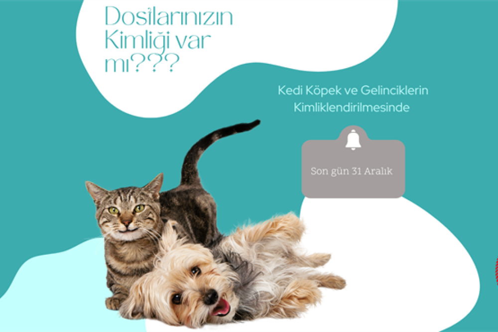 KEDİ, KÖPEK VE GELİNCİKLERİN KİMLİKLENDİRİLMESİ