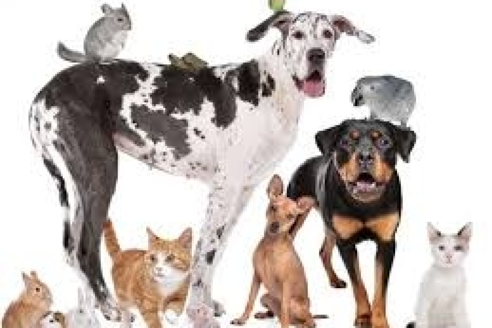 EV VE SÜS HAYVANLARI SATIŞ, BARINMA VE EĞİTİM YERLERİNİN KURULUŞ, AÇILIŞ, RUHSAT, ÇALIŞMA VE DENETLENME USUL VE ESASLARINA DAİR YÖNETMELİK