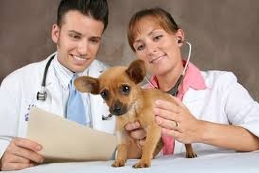 VETERİNER HEKİMLİĞİNDE UZMANLIK EĞİTİMİ YÖNETMELİĞİ