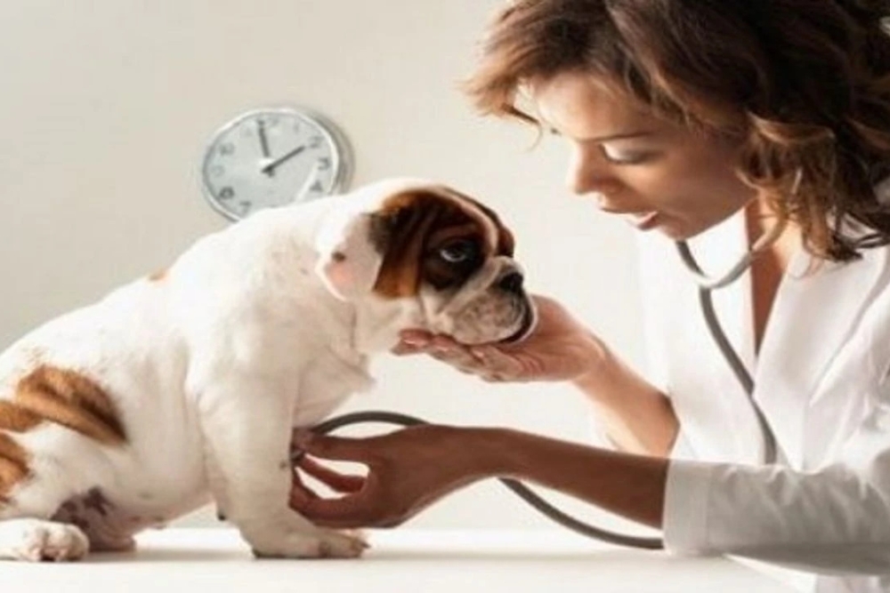 HAYVANLARI KORUMA KANUNU İLE TÜRK CEZA KANUNUNDA DEĞİŞİKLİK YAPILMASINA DAİR KANUN