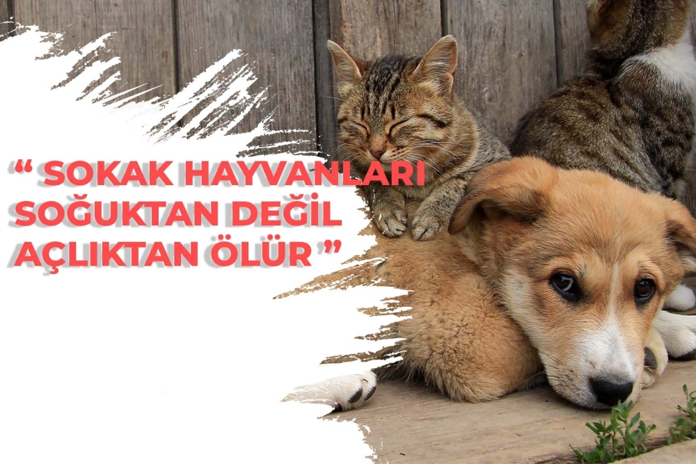 VETERİNER HEKİM KİMLİK KARTI BASIMI