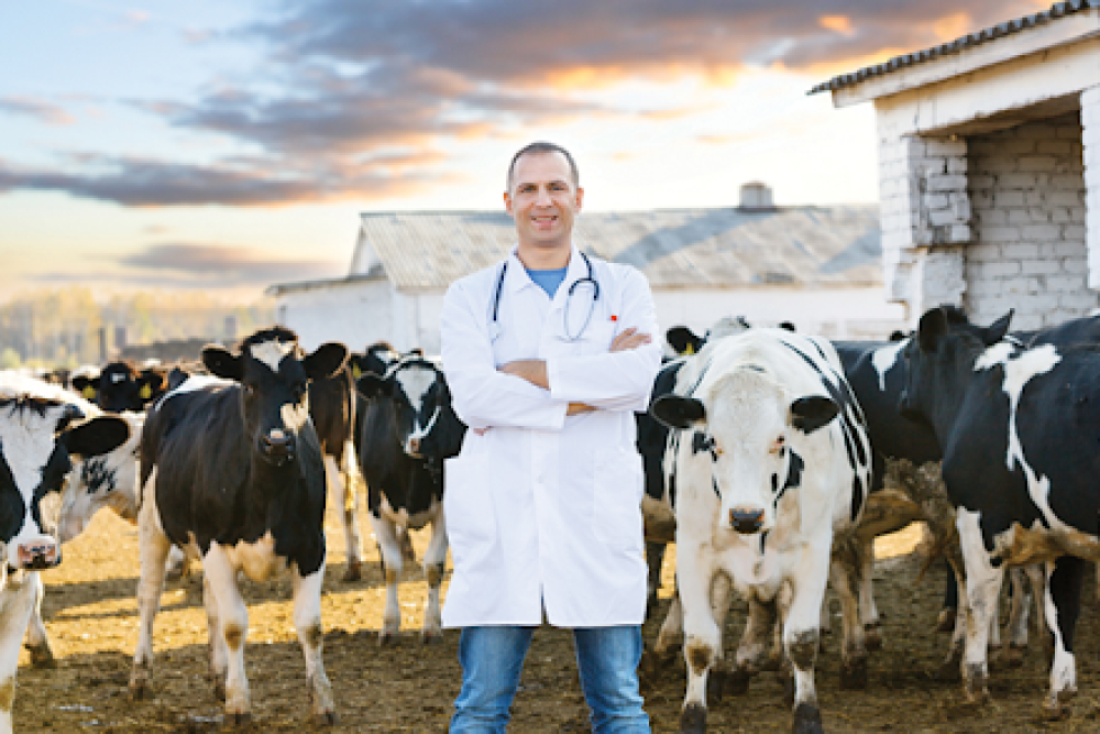 VETERİNER HEKİMLERE YÖNELİK ŞİDDET İLE İLGİLİ YASAL ÇALIŞMA VE VETERİNER HEKİMLER ÖZLÜK HAKLARI İÇİN MÜCADELE