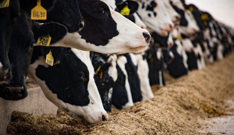 SIĞIR CİNSİ HAYVANLARIN TANIMLANMASI, TESCİLİ VE İZLENMESİ YÖNETMELİĞİ