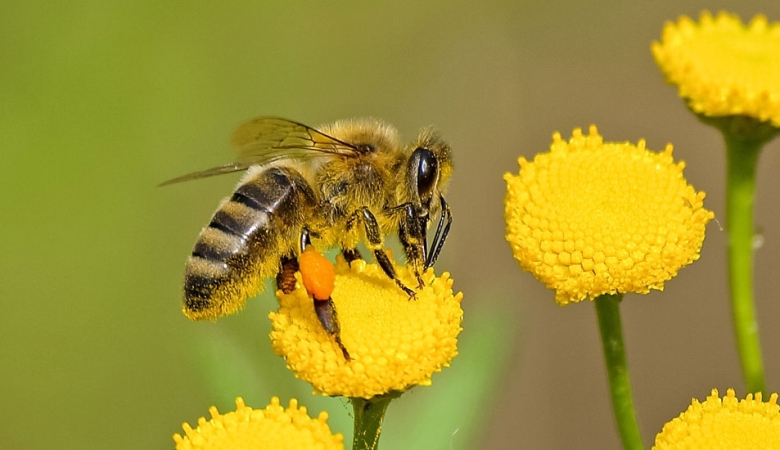 ARICILIK YÖNETMELİĞİ