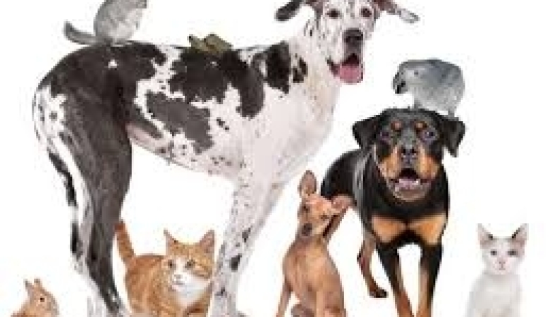 EV VE SÜS HAYVANLARI SATIŞ, BARINMA VE EĞİTİM YERLERİNİN KURULUŞ, AÇILIŞ, RUHSAT, ÇALIŞMA VE DENETLENME USUL VE ESASLARINA DAİR YÖNETMELİK