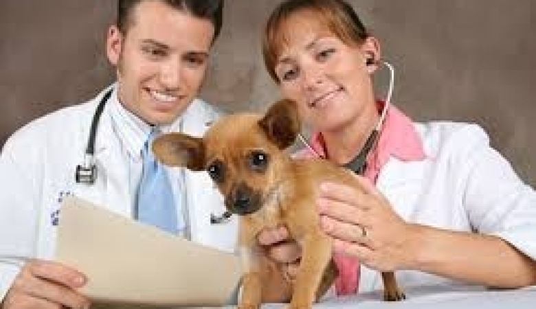 VETERİNER HEKİMLİĞİNDE UZMANLIK EĞİTİMİ YÖNETMELİĞİ