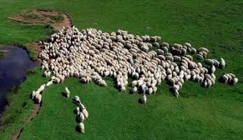 HAYVAN ISLAHI KANUNU