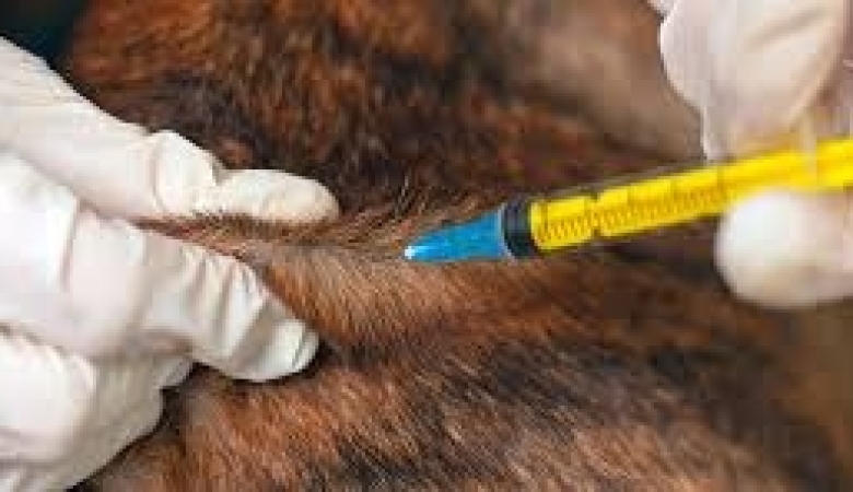 HAYVAN SAĞLIĞI KABİNİ AÇILIŞ, ÇALIŞMA VE DENETLEME USUL VE ESASLARINA DAİR YÖNETMELİK