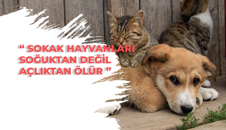 VETERİNER HEKİM KİMLİK KARTI BASIMI